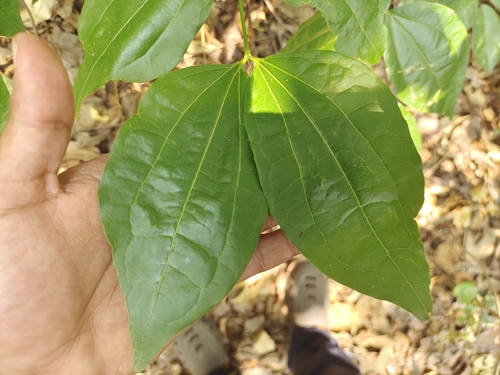 Foto de Noz-vômica