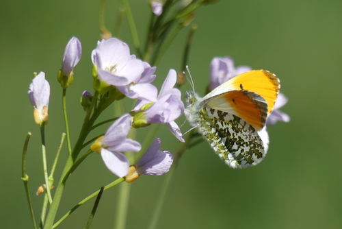 Anthocharis cardamines