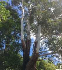 Eucalyptus pilularis