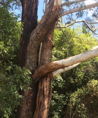 Eucalyptus pilularis