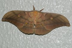 Antheraea yamamai yamamai