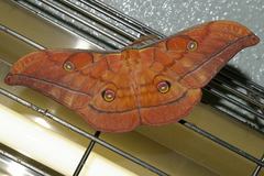 Antheraea yamamai yamamai