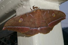 Antheraea yamamai yamamai