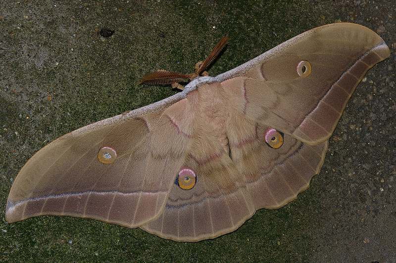 Japanese Silk Moth