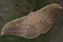 Antheraea yamamai yamamai