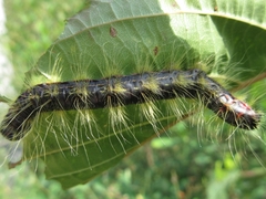 Phalera flavescens