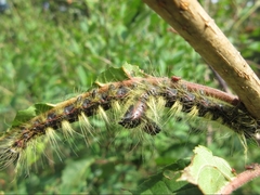 Phalera flavescens
