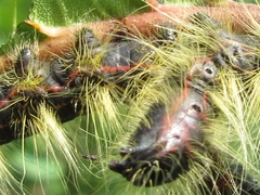 Phalera flavescens