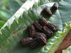 Phalera flavescens