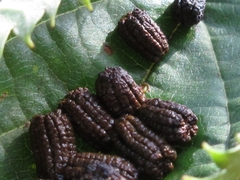 Phalera flavescens
