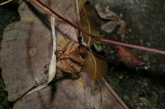 Antheraea yamamai yamamai
