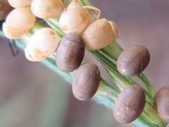 Libelloides sibiricus sibiricus