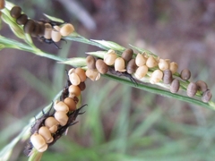 Libelloides sibiricus sibiricus