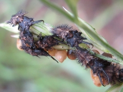 Libelloides sibiricus sibiricus