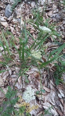 Silphiodaucus hispidus