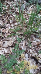 Silphiodaucus hispidus