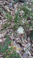 Silphiodaucus hispidus