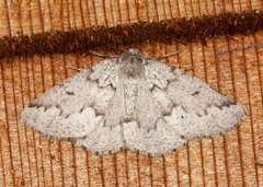 Sabulodes packardata