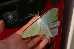 Actias aliena aliena