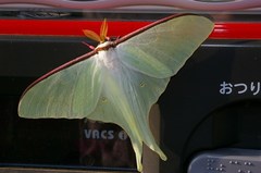 Actias aliena aliena