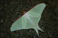 Actias aliena aliena