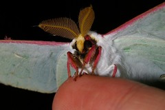 Actias aliena aliena