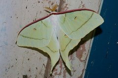 Actias aliena aliena