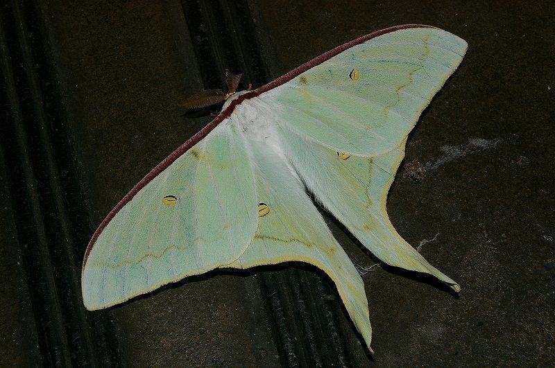 Ōmizuao