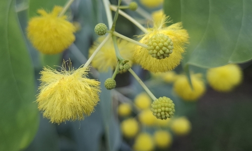Dunn's Wattle (Acacia dunnii)
