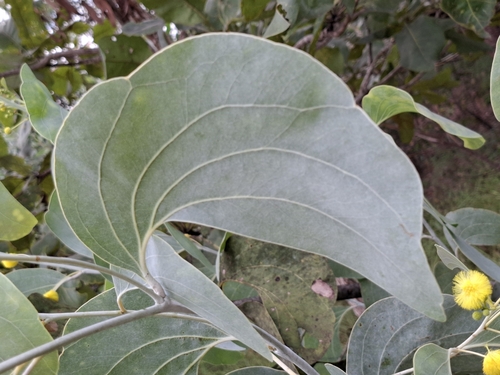 Image of Acacia dunnii by (c) Karl Tattersall, some rights reserved (CC BY-SA)