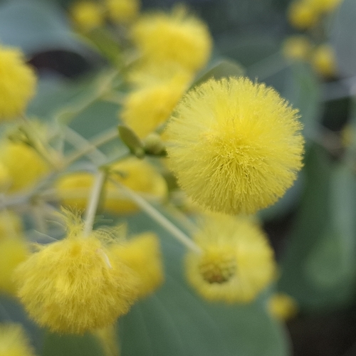 Image of Acacia dunnii by (c) Karl Tattersall, some rights reserved (CC BY-SA)