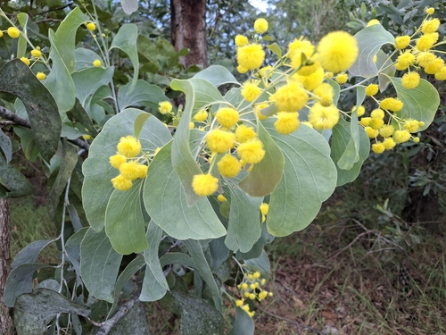 Image of Acacia dunnii by (c) Karl Tattersall, some rights reserved (CC BY-SA)