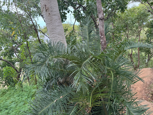 Zamia palm (Cycas media)