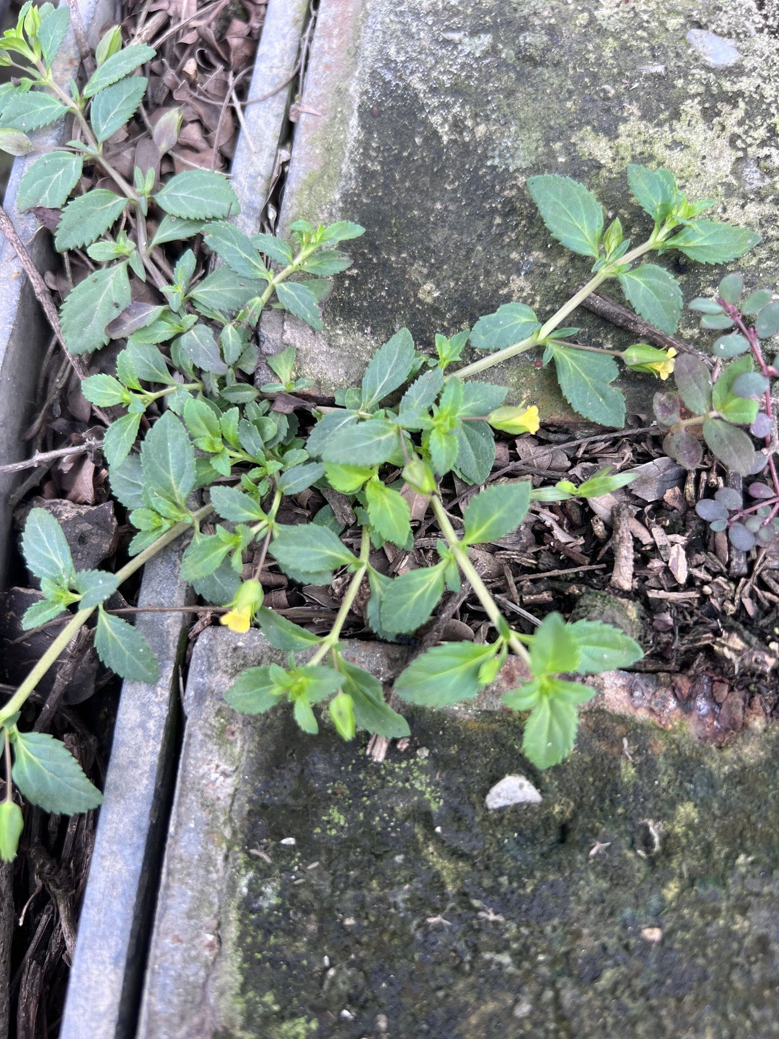 Mecardonia procumbens (Mecardonia procumbens)