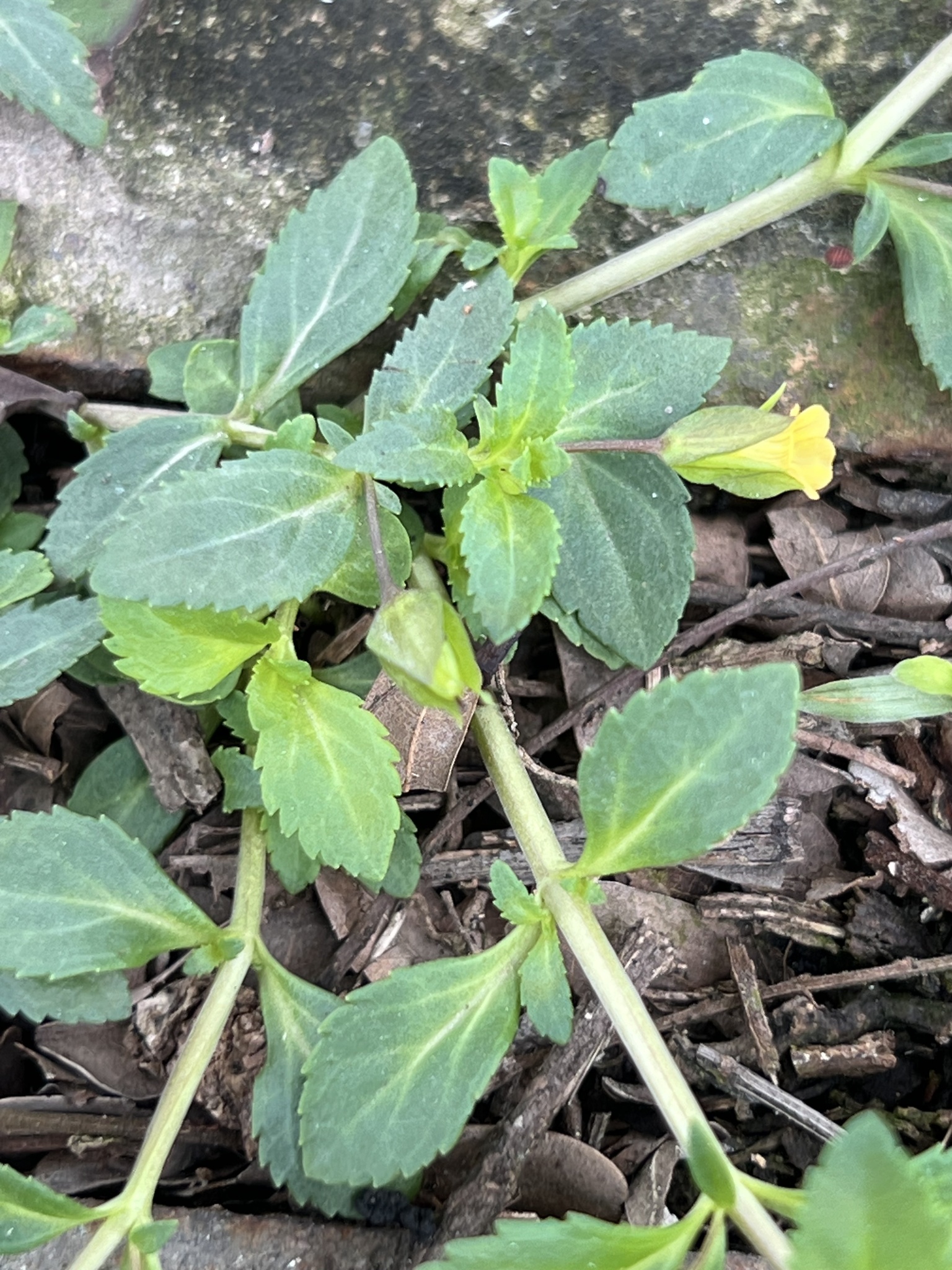 Mecardonia procumbens — ảnh 2