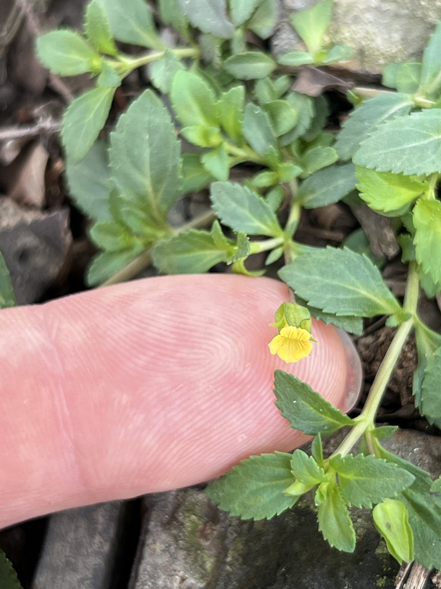 Mecardonia procumbens — ảnh 3