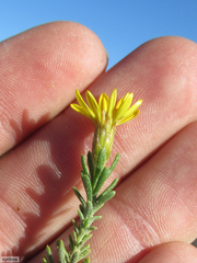 Oedera sedifolia