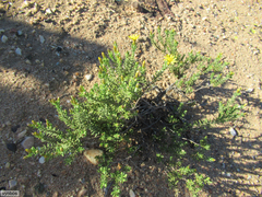 Oedera sedifolia