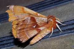 Aglia japonica
