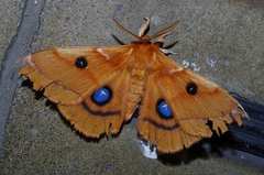 Aglia japonica