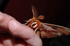 Aglia japonica