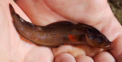 Barbelled klipfish (Cirrhibarbis capensis) — Clinidae — 2