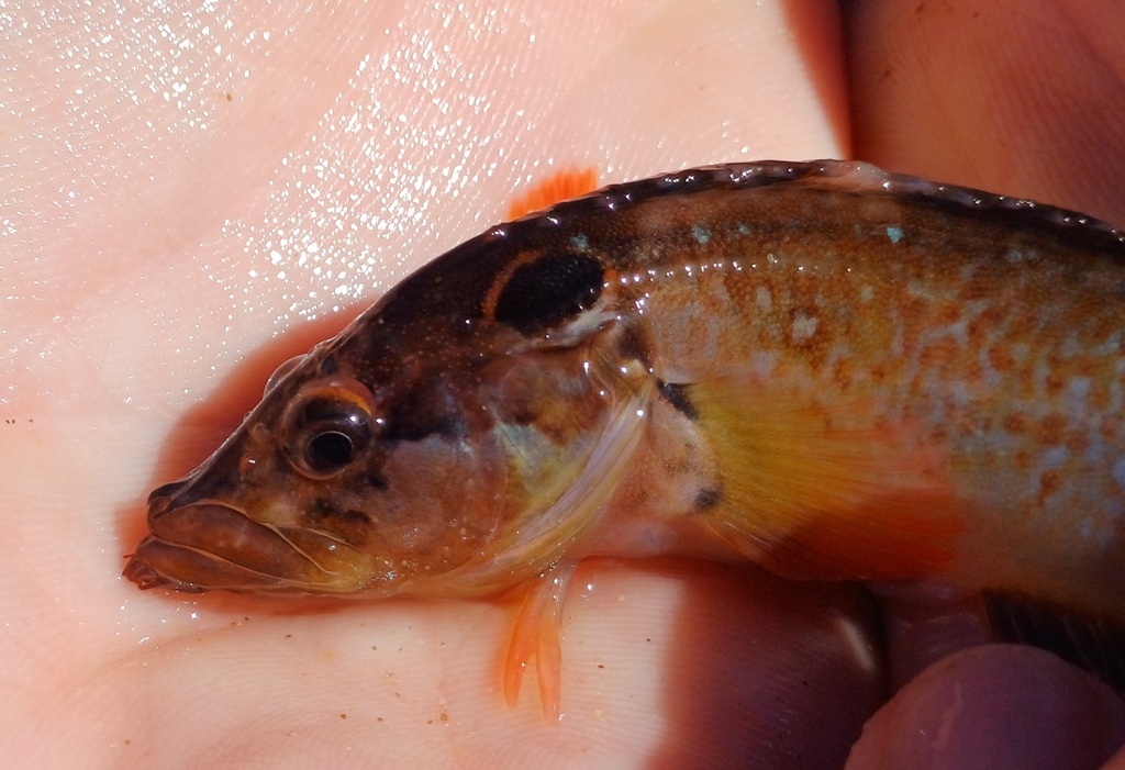 Barbelled Klipfish