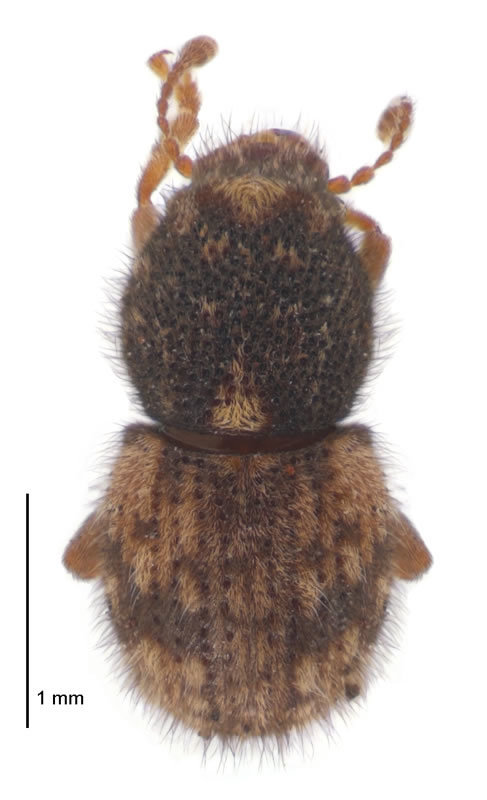 Caliobius littoralis