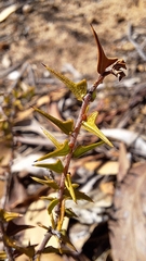 Wallaby Grass (Acacia gunnii)
