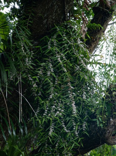 Trichoglottis rosea iNat (2)