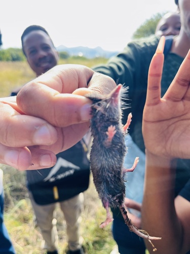 Lesser Red Musk Shrew