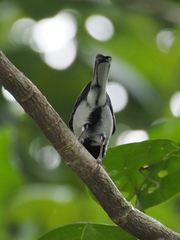 Parus minor commixtus