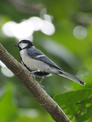 Parus minor commixtus