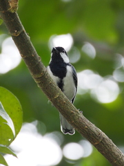Parus minor commixtus
